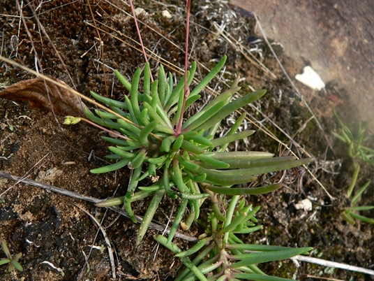 {Phemeranthus mengesii}